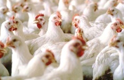 frango-web