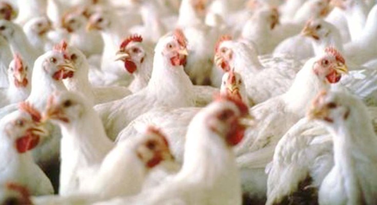 frango-web