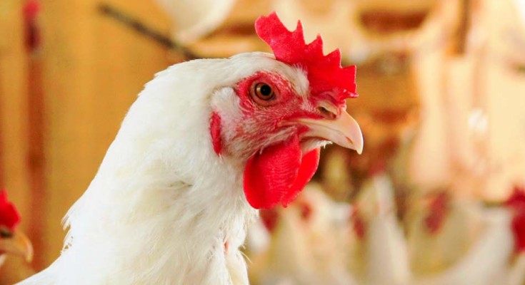 frango-web
