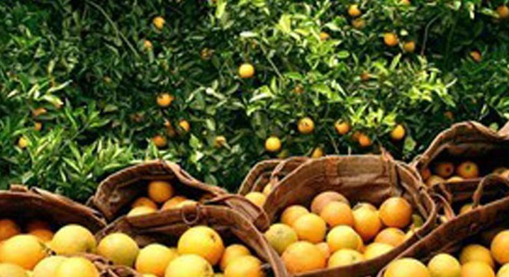 laranja-web