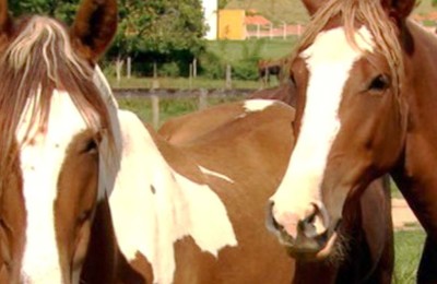 mormo-cavalo-web
