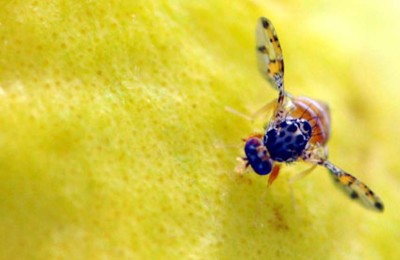 mosca-web