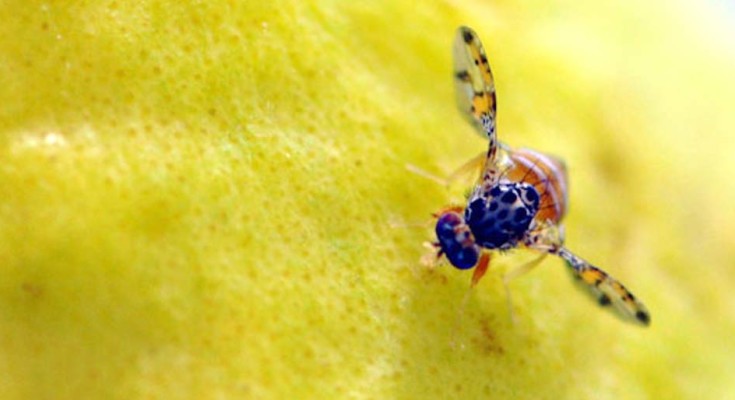 mosca-web