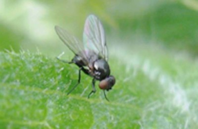 mosca-web