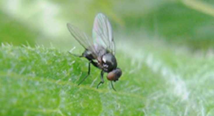 mosca-web