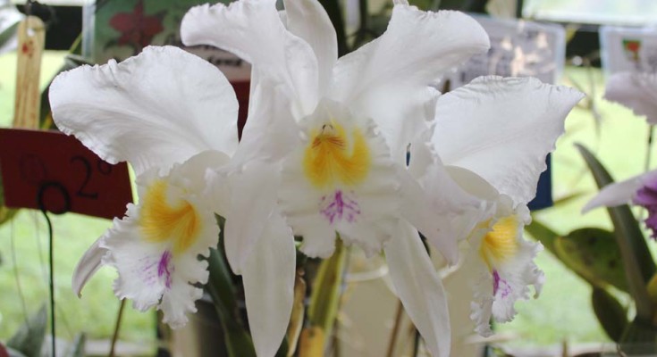 orquidea-web