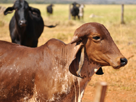 roubo gado