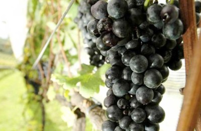uvas-web