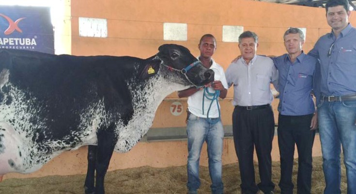 vaca-alterosa-web