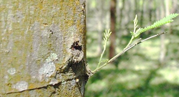 ACACIA-WEB
