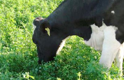ALFAFA-VACAS-WEB