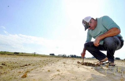 ARROZ-PLANTAÇÃO-WEB