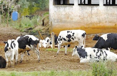 LÇEITE-CAPTAÇÃO-WEB