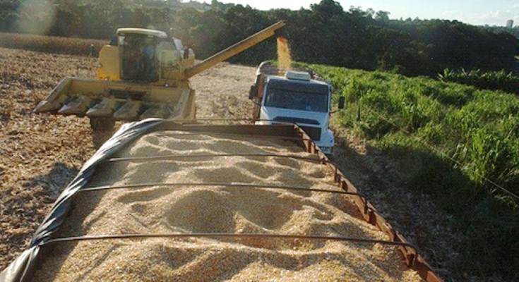 PLANCIO-COLHEITA-WEB