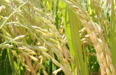 arroz-irrigado-web