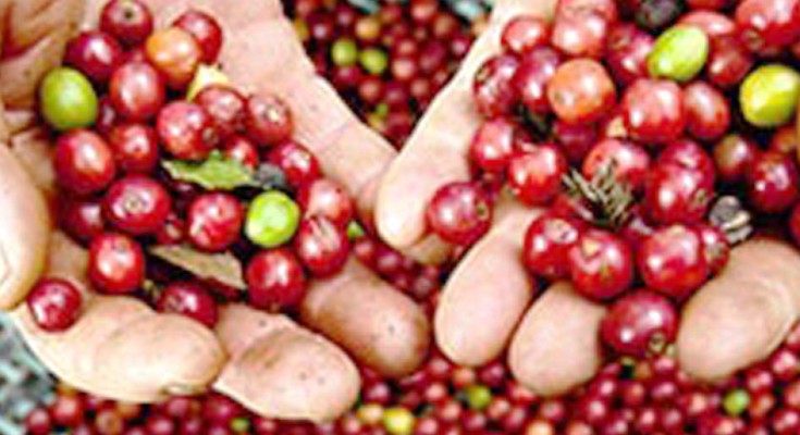 cafe-point-web