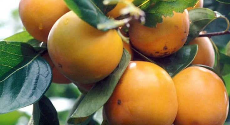 caqui-fruta-web