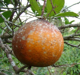citrus HLB