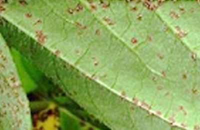 ferrugem-controlada-web