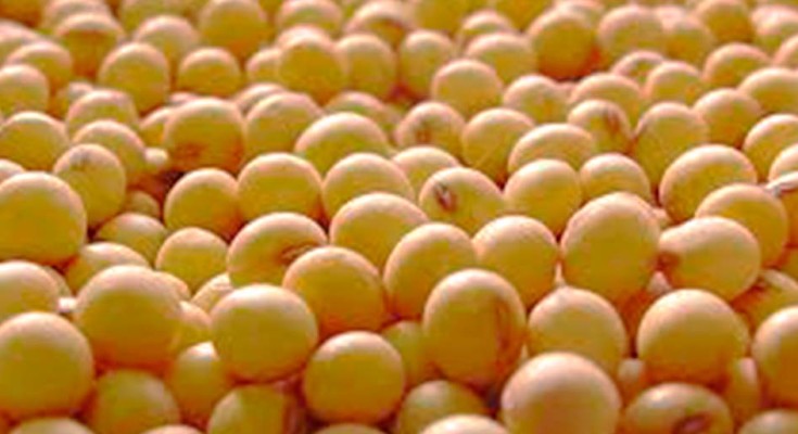 foto-grão-soja-web