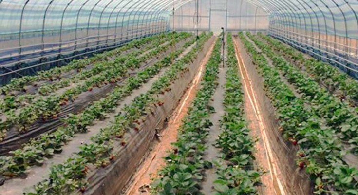 foto-hortaliças-estufa-web