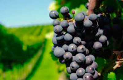 foto-parreiral-uva-web