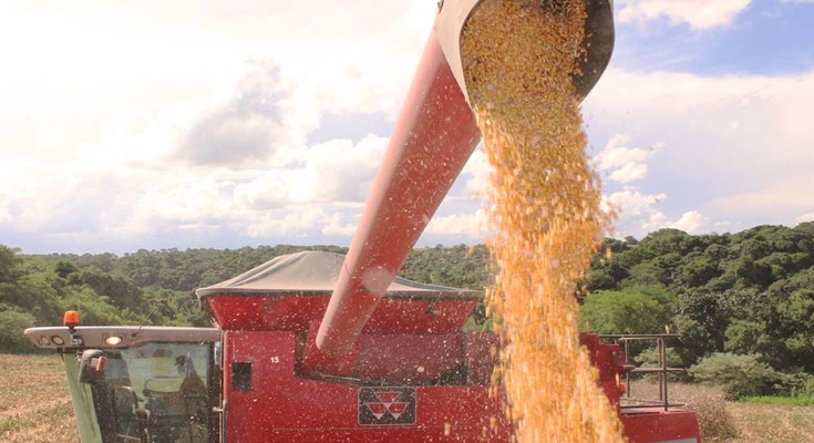 fotomilho-descarregando-web