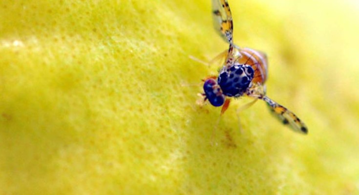 mosca-da-fruta-web