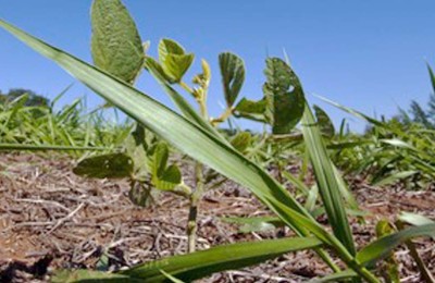 plantação-web