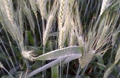 trigo-geada-web