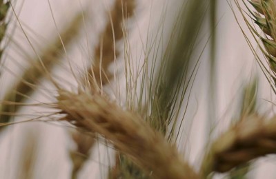 trigo-web