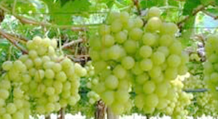 uvas-prata-web