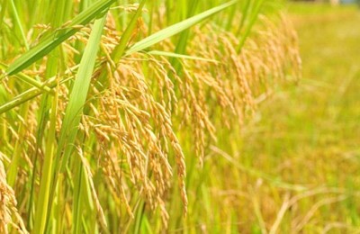 ARROZ-WEB