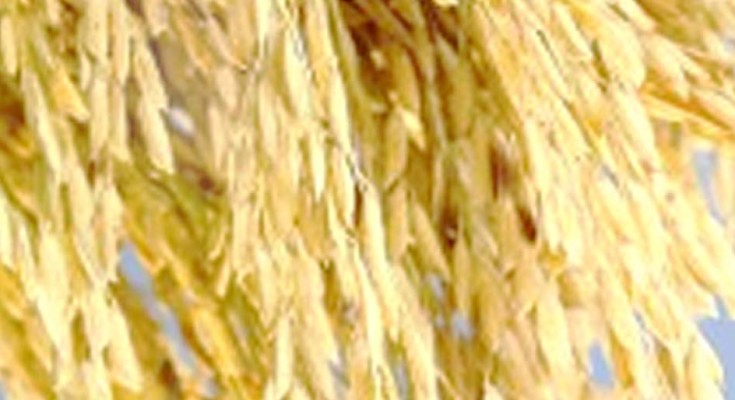 ARROZZZ-TROCA-WEB