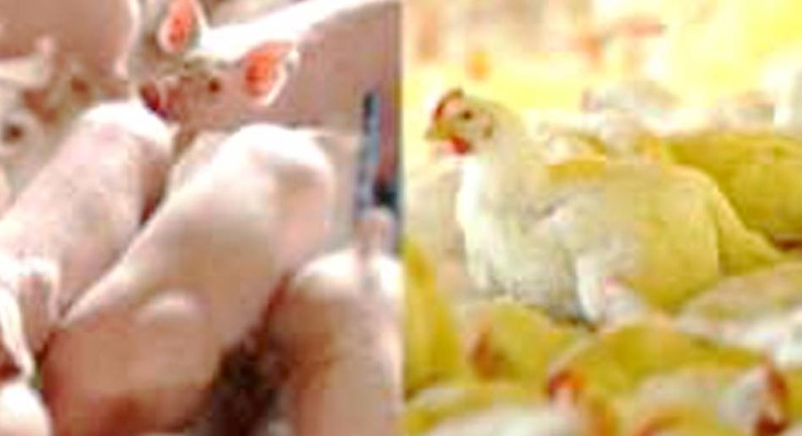 AVES-FRANGO