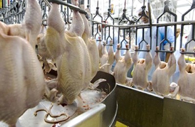 FRANGO-CRISE-WEB