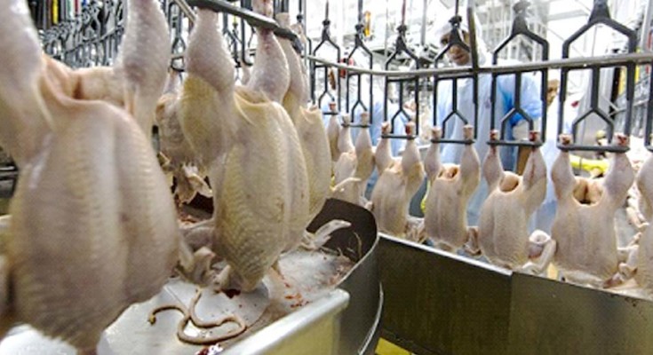 FRANGO-CRISE-WEB