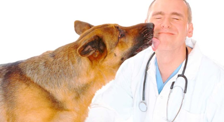 VETERINARIO-WEB