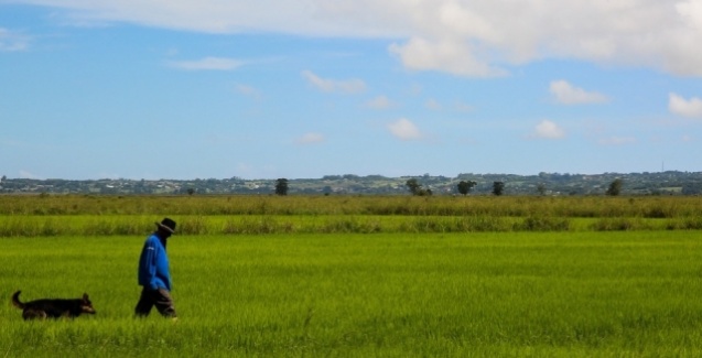 arroz org