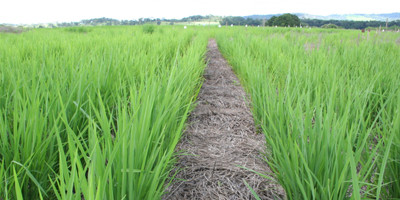 arroz_em_terras_altas_topo_201146144453