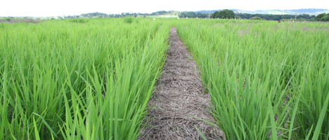 arroz_em_terras_altas_topo_201146144453