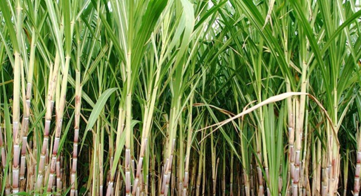 cana-moedor
