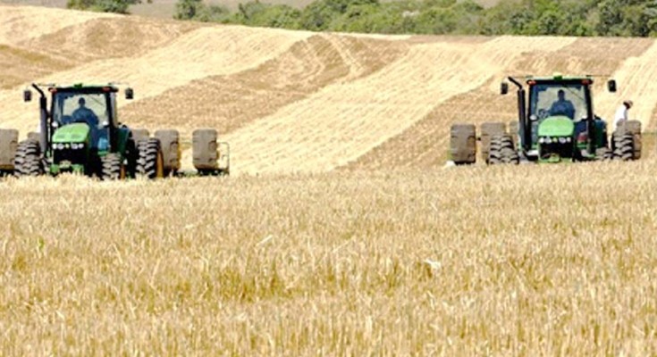 colheita-trigo-web