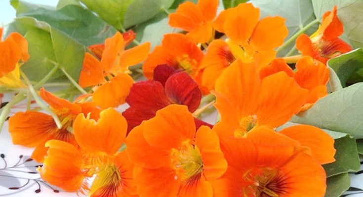 flores-no-prato-web