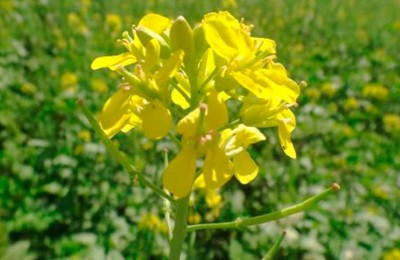 foto-canola-Embrapa-web