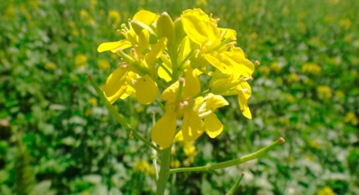 foto-canola-Embrapa-web