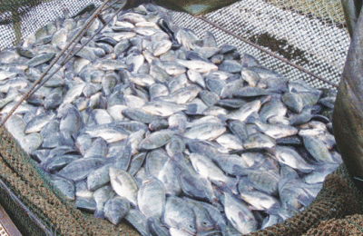 peixe