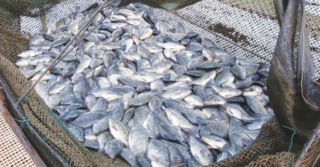 peixe
