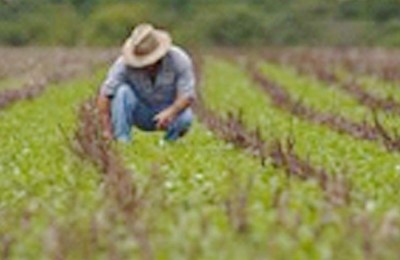 soja-plantação-web