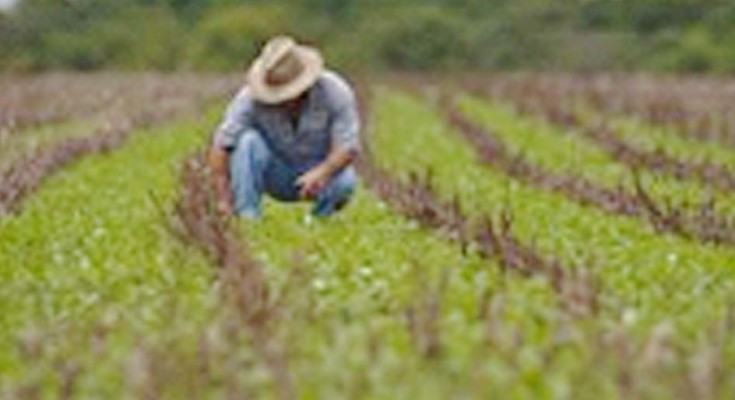 soja-plantação-web